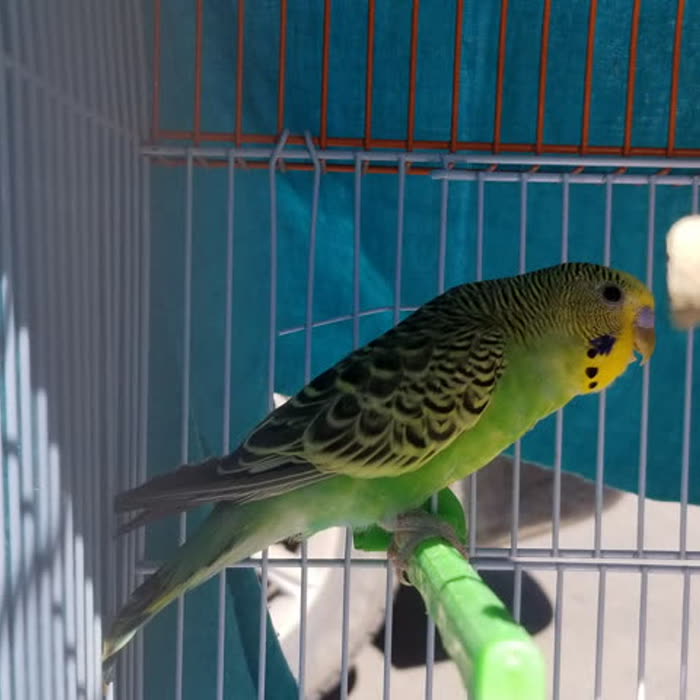 دانه مرغ عشق ورسلاگا ۱ کیلوگرم